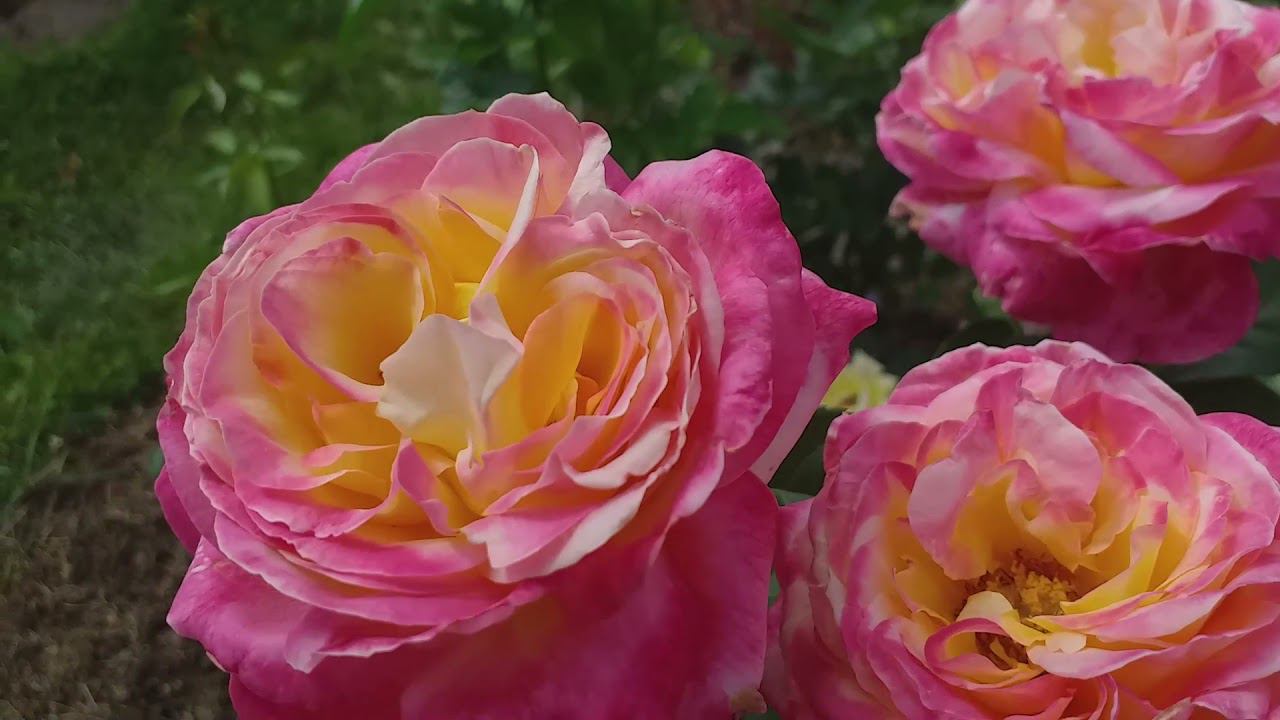 РОЗА ПУЛЬМАН ОРИЕНТ ЭКСПРЕСС съемка 4 дня смотреть онлайн