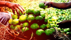 БЕРГАМОТ ПОЛЬЗА И ВРЕД | бергамот в чае это, бергамот и давление, как делают чай с бергамотом