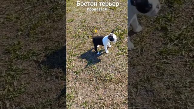 щенок Бостон терьер питомник Кристраж #бостонтерьер #щенок