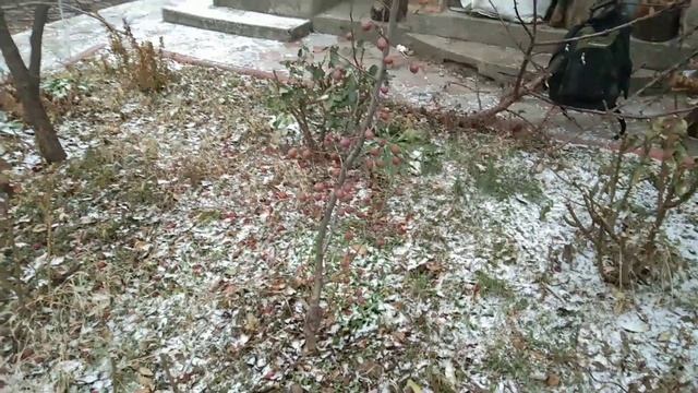 Что такое МУШМУЛА германская? Какая на вкус мушмула? Когда собирать мушмулу? смотреть онлайн