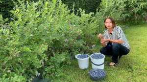 Собираем урожай  голубики. Сколько можно собрать с одного куста.