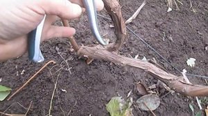 Осенняя обрезка винограда (Конкорд)