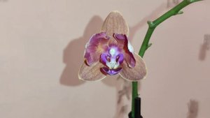 Новая Орхидея! Фаленопсис Паприка пилорик трилипс/бабочка?