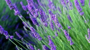 Выращивание цветов как бизнес особенности и советы для начинающих предпринимателей