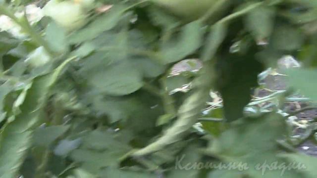 ТОМАТЫ начало созревания 2 смотреть онлайн