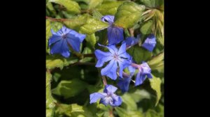 ЦЕРАТОСТИГМА  (CERATOSTIGMA)  сем. Свинчатковые