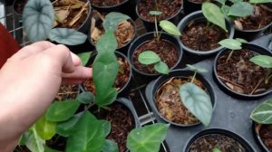 Persilangan Alocasia Nebula Ealine x Dragon Moon Alocasia Hybrid