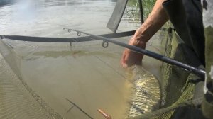 Ловля сазана на горох.