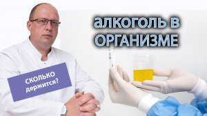 ⏳ Сколько в организме держится алкоголь 🍺