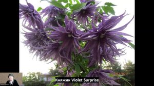 Новые сорта княжиков! Все 5 сюрпрайзов здесь.