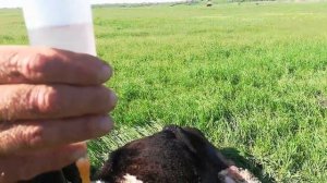 Лечение после родового пореза коровы в полевых условиях.