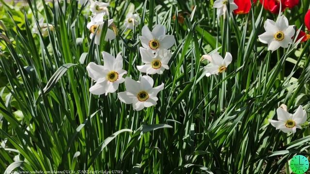 Весеннее солнышко и пение птиц залог здоровья/Звуки природы/Birdsong/Sounds of nature/Relax