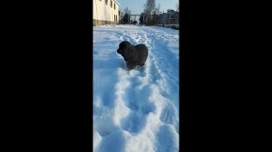 Щенок кавказской овчарки 1,5 месяца