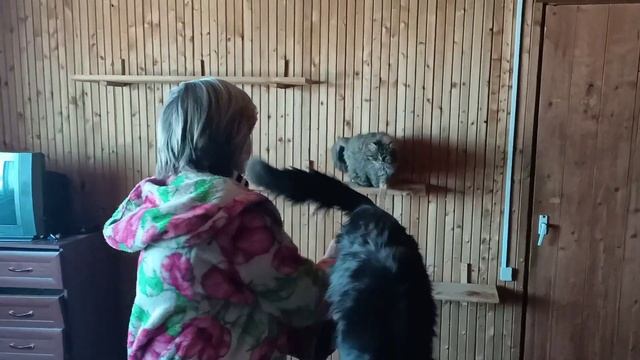 Дрессировка кошек в домашних условиях / Cat training at home
