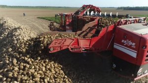 Работа свеклоуборочного комбайна Grimme Rexor 630