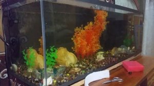 Аэрация воды в аквариуме без шума