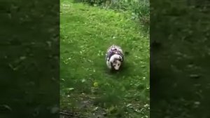 Прикольные видюхи! И самые няшные создания!