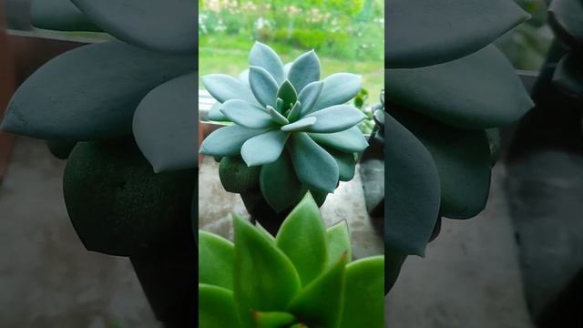 Эхеверия Карниколор х Лау #succulents #суккуленты #эхеверия #суккулент #echeveria