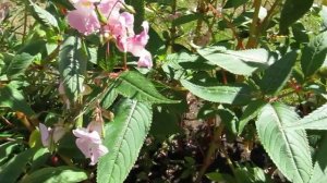 Poor-Man's-Orchids with Bees