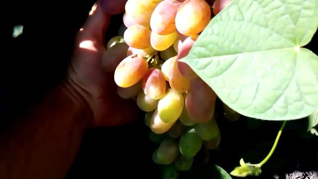 виноград преображение урожай 2015 смотреть онлайн