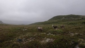 КАК ЖИВУТ ОЛЕНЕВОДЫ НА КРАЙНЕМ СЕВЕРЕ