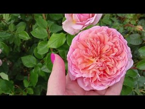 Осень ,пустеет огород .Жизнь в деревне .Хроника событий.