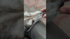 Диазинон-с обработка собаки и кошки от вшей блох возможно клещей .