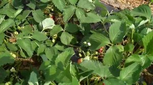 Клубника сорт "Зенга-зенгана"