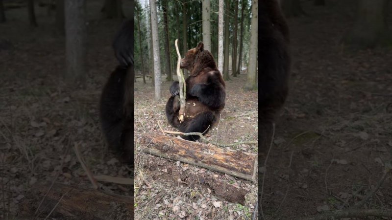 Медведь прищемил нос.