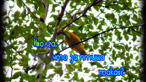 Иволга в лесу