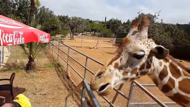 Кормление жирафов в зоопарке Пафоса смотреть онлайн