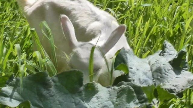 Сколько ест коза? Расчет суточного рациона в кормовых единицах без калькулятора #животноводство смотреть онлайн