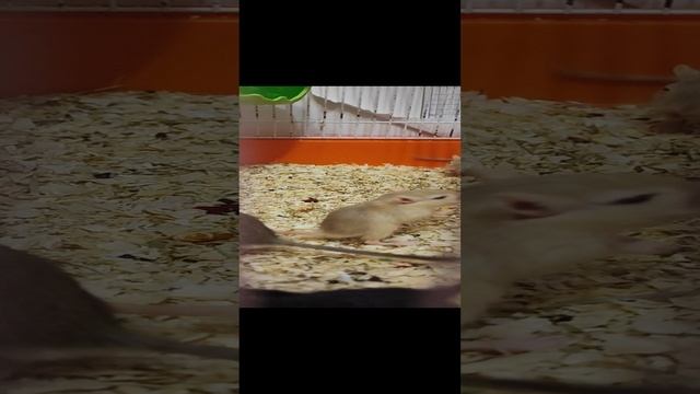 песчанки