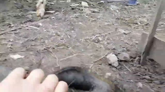 дикий кабан с домашней свиньей