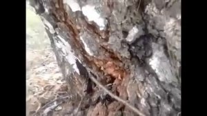 Жуки олени дерутся. Кто победитель?