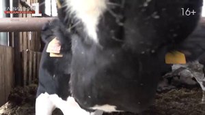 Разведение КРС набирает обороты в ГО Богданович