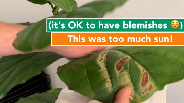 How to Clean your Fiddle Leaf Fig Tree  Houseplant How-to 005
