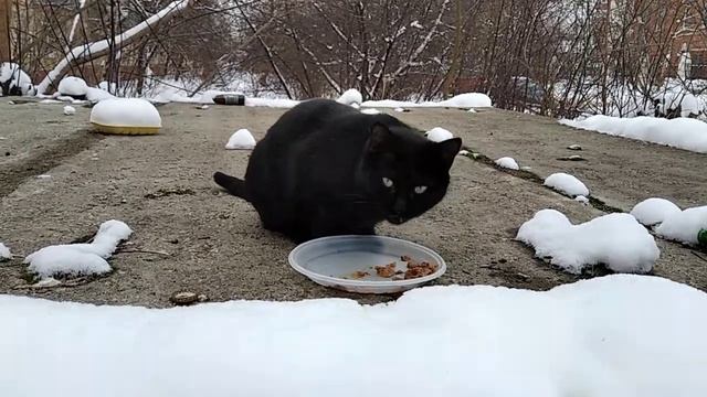 Голодная черная кошка Багира кушает с аппетитом.Hungry black cat Bagheera eats with appetite. смотреть онлайн