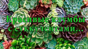 Красивые клумбы с суккулентами* Идеи для сада