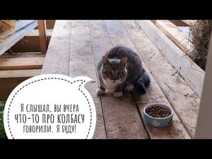 Выманила дикого Серого котика. Наш новый сосед в Совином доле. История, как Пёс Кубик сбежал