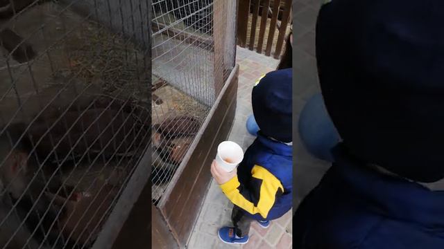 Парк ВДНГ, Киев, кормим обезьян в контактном зоопарке смотреть онлайн