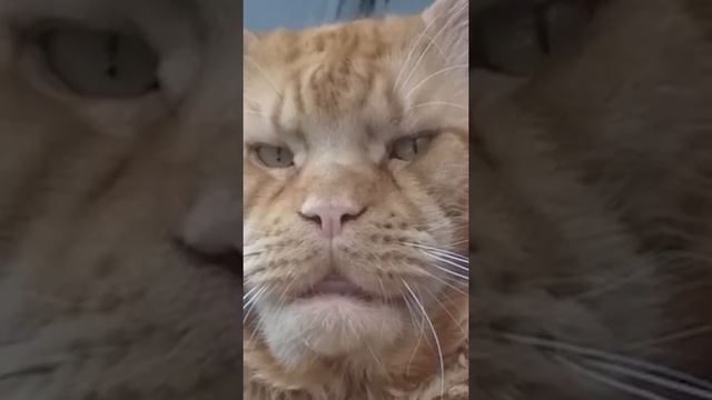 Кот-авторитет смотреть онлайн