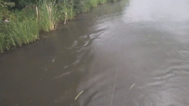 Рыбалка с рогаткой. Белый амур (Fishing with a slingshot) смотреть онлайн