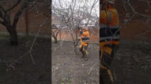 Как правильно делать обрезку деревьев, обучение