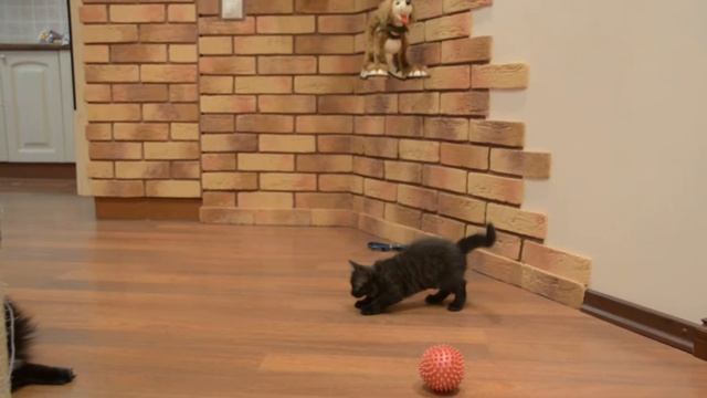 Подарю котенка девочку смотреть онлайн