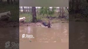 Кенгуру ТОПИТ СОБАК