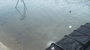 Ловим карася (в гостях у Владимира Павлищева).  "Холодный" канал Новочеркасской ГРЭС.