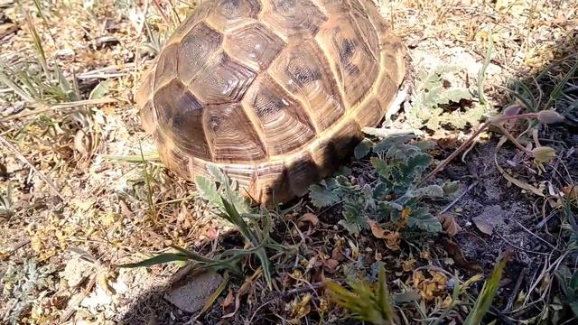 Средиземноморская черепаха (Testudo graeca) смотреть онлайн