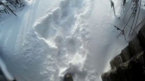 Поиск золота в старинном доме