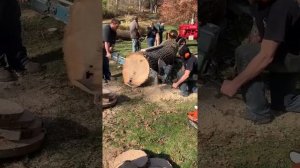 Stihl ks43 chainsaw making a cut . Stihl ks43 two man chainsaw,2 man vintage chainsaw